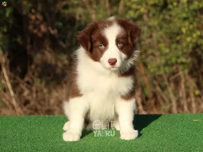 Quiero adoptar un perro, del tipo de perro que queremos en nuestro mundo.
