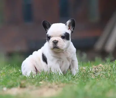 super chiot bouledogue français a donner
