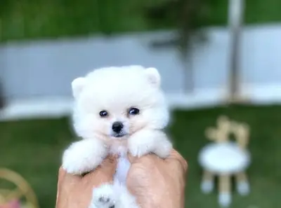 Muazzam Güzellikte beyaz Pomeranian Erkek - Tuvalet Eğitimli!
