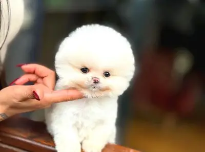 Bembeyaz Pomeranian Dişi - Sadece Güvenilir Bir Aileye Ücretsiz