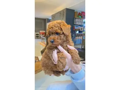 Kayısı (Apricot) Rengi Toy Poodle Dişi - Tüy Dökmez, Zeki ve Uysal