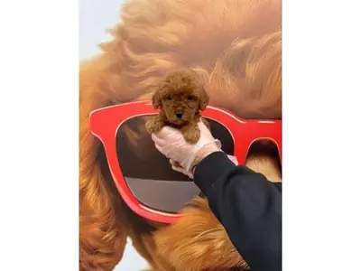 Advert Title: Muazzam Güzellikte Orange Sable Pomeranian Erkek - Tuvalet Eğitimli!