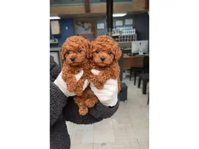 Dark Brown Pomeranian Dişi - Sadece Güvenilir Bir Aileye Ücretsiz