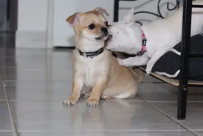 Superbe chiot chihuahua a ceder