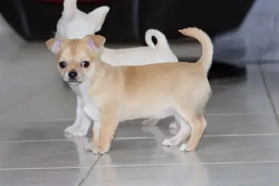 出售吉娃娃幼犬