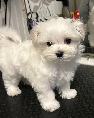 Lindo y pequeño cachorro maltés