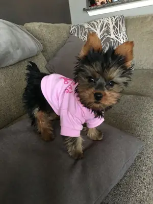 可爱的约克夏幼犬❤️