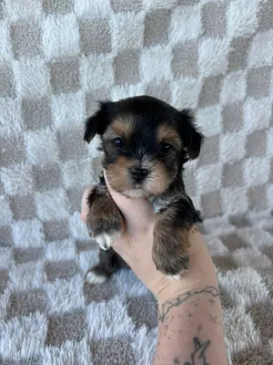 my cute yorkie baby