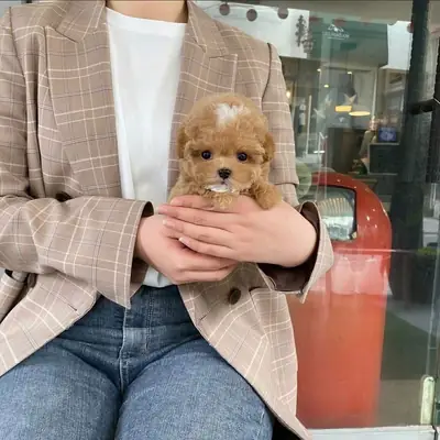 cute 🥰 maltipoo