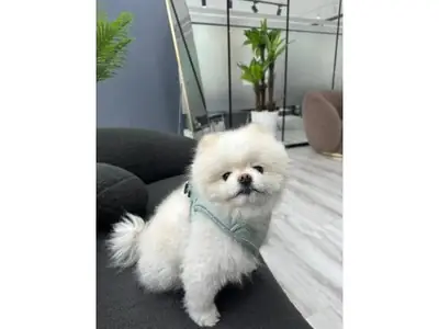Breathtaking Pure White Pomeranian Puppy - Fluffy Ice Bear!