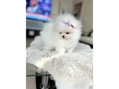 Gentle Snow-White Pomeranian Girl - Free to a Loving Forever Home