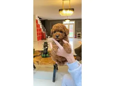 Gorgeous Dark Brown Toy Poodle Boy - 100% Hypoallergenic