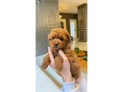 Sweet Chocolate Brown Poodle Girl - Free Adoption to the Right Family