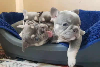 Dos cachorros de bulldog francés color leonado rojizo buscan hogar.