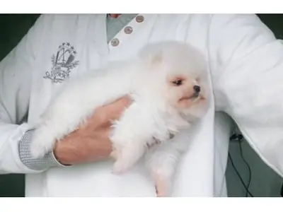 White Pomeranian male raised in a home environment