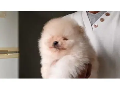 White adult Pomeranian female looking for a calm home