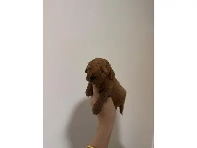 Brown Toy Poodle male raised with daily interaction
