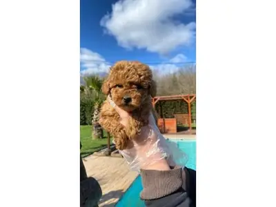 Calm brown Poodle female for adoption