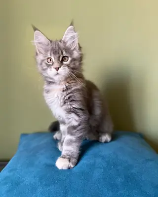 Maine Coon