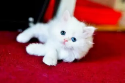 Adorable Persian Kitten