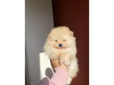 Jeune Pomeranian blanc élevé à la maison