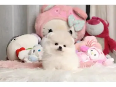 Pomeranian blanche adulte cherche nouveau foyer