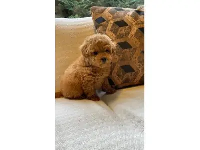 Caniche marron femelle à adopter