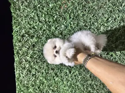 Pomeranian blanc mâle habitué à la vie familiale