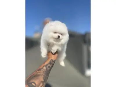 Pomeranian blanche calme à adopter