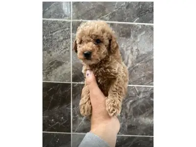 Caniche marron mâle doux à adopter