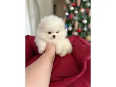 Pomeranian blanco macho criado en casa