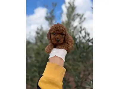 Caniche marrón macho equilibrado