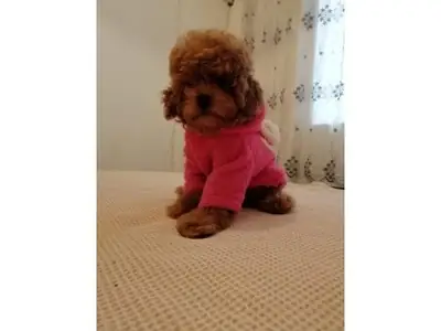 Caniche marrón hembra en adopción