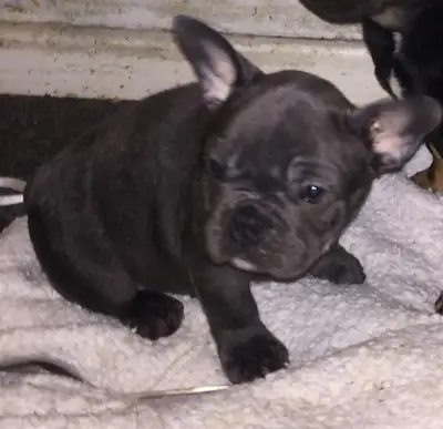 Cachorros de Bulldog Francés hembra, limpios y de raza pura.