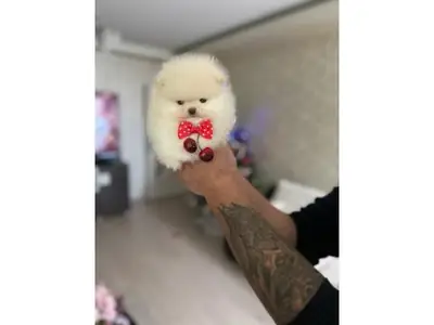 Precioso Cachorro Pomerania Blanco Nieve - ¡Un Auténtico Osito!