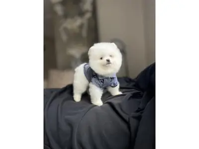 Dulce Pomerania Blanca - Adopción Gratuita para un Hogar Tranquilo