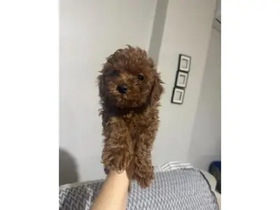 Espectacular Caniche Toy Marrón Chocolate - ¡Súper Inteligente!