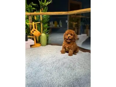 Cariñoso Caniche Marrón Oscuro - Adopción Gratuita y Urgente