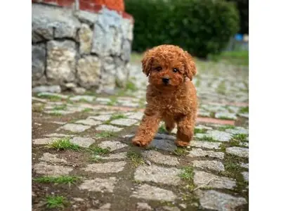 Preciosa Hembra Caniche Color Chocolate - Solo a Buena Familia (Gratis)