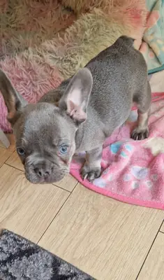 French bulldog puppies looking for home