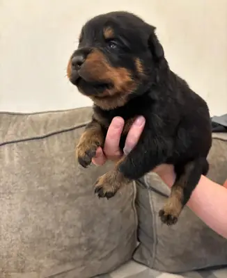 Champion Rottweiler KC Registered Puppies