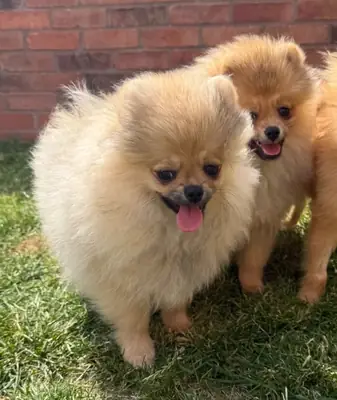 Tiny Teddy Bear Face Cream Pomeranian Girl