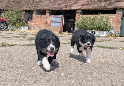 Chiots Border Collie à vendre