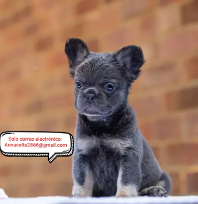 IMPRESIONANTES BULLDOGS FRANCESES DE PELUCHE