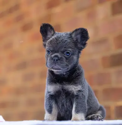 STUNNING FLUFFY FRENCH BULLDOGS