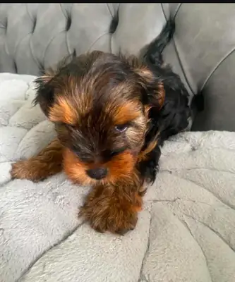 Wioletta Yorkshire Terrier à l'adoption