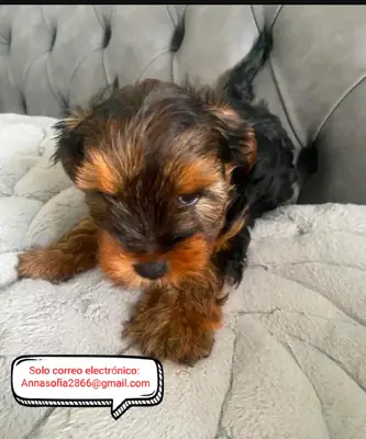 Terrier de Yorkshire Wioletta para adopción