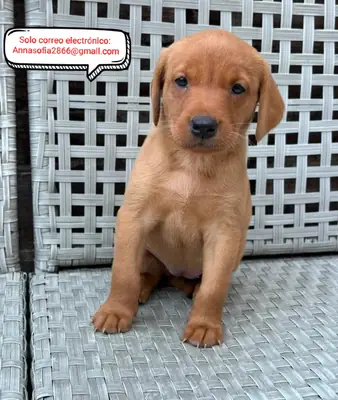 Champion Health probó cachorros de labrador