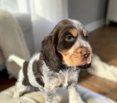 Cocker Spaniels ruano sometidos a pruebas de salud.