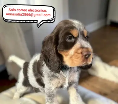 Roan Cocker Spaniels, que han sido examinados para su salud